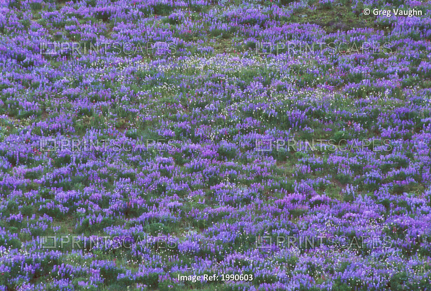 Washington, View Of Large Field Of Purple Lupines And Wildflowers Growing