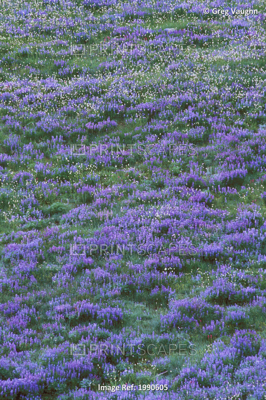 View Of Large Field Of Purple Lupines And Wildflowers Growing