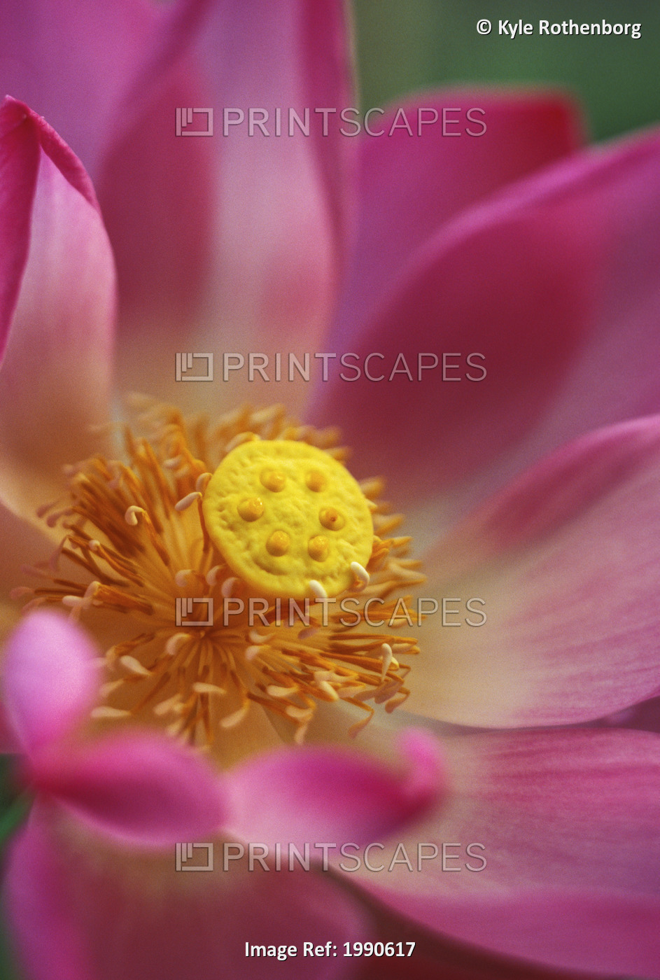 Extreme Close-Up Of Pink And White Lotus Blossom With Yellow Center