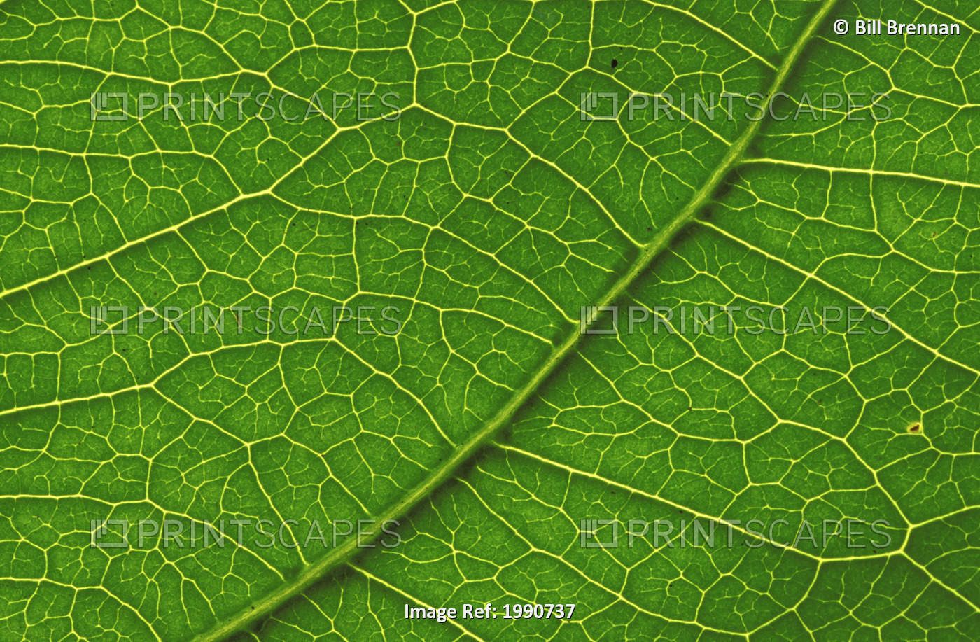 Close-Up Detail Of Leaf With Vein Patterns Beautiful Texture