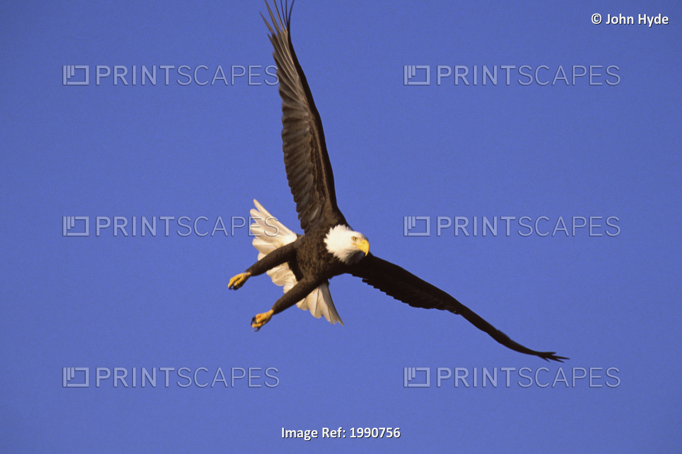 Alaska, Bald Eagle (Haliaeetus Leucocephalus) In Flight