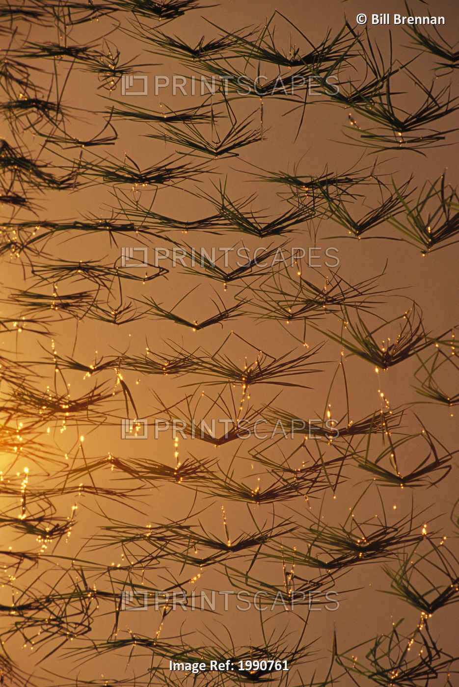 Thailand, Mai Sai Close-Up Of Rice Shoots Reflected On Water