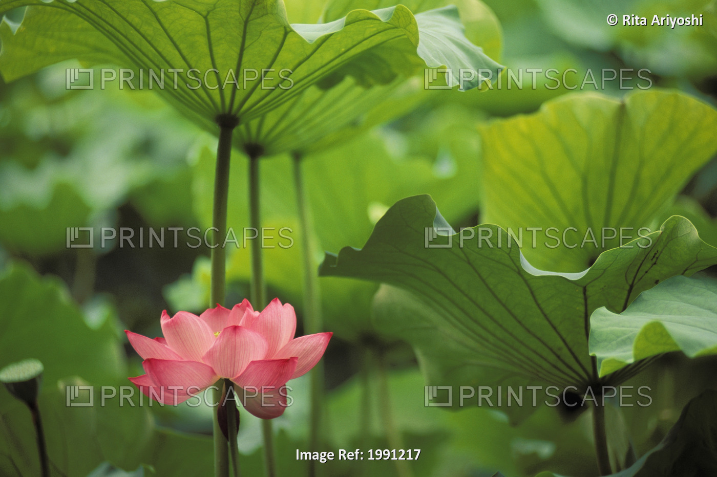 Hawaii, Single Bright Pink, Full Lotus Blossom Amongst Green Leaf And Stems.