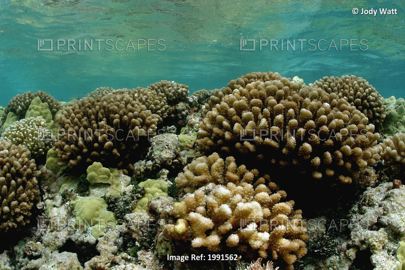 Northwestern Hawaiian Islands, Maro Reef, Coral Formations [For Use Up To 13X20 ...