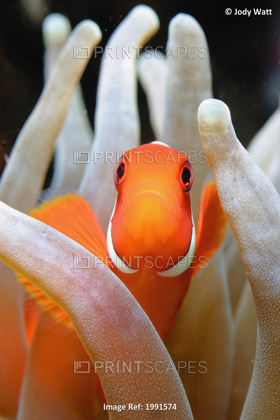 Indonesia, Komodo National Park, Clownfish, Cannibal Rock [For Use Up To 13X20 ...