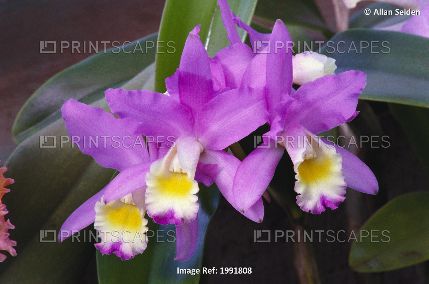 Hawaii, Cluster Of Pink Cattleya Orchids.
