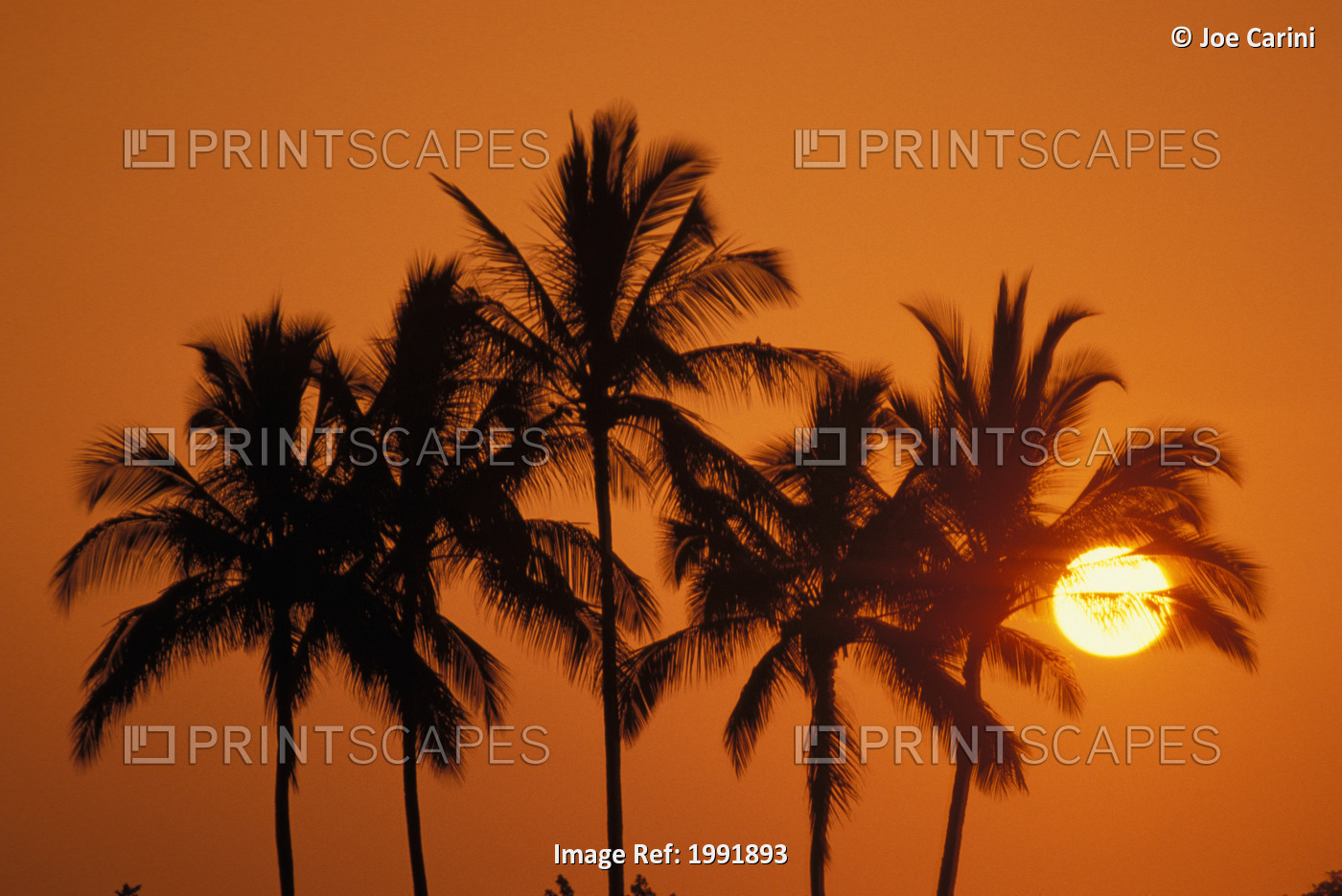 Hawaii, Sunset, Cluster Of Palm Trees, Sun Ball.