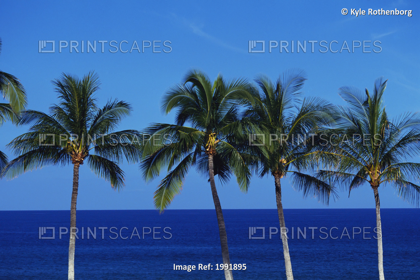 Hawaii, Palm Tree Tops Against Blue Sky And Ocean.