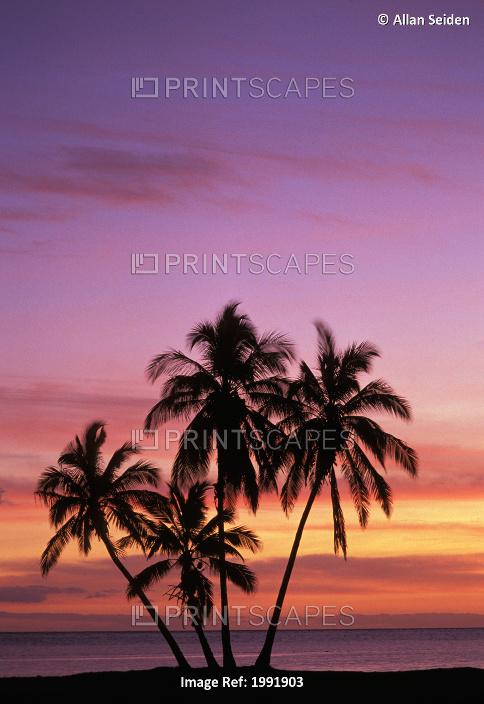 Hawaii, Molokai, Cluster Of Palm Trees With Beautiful Sunset Background.