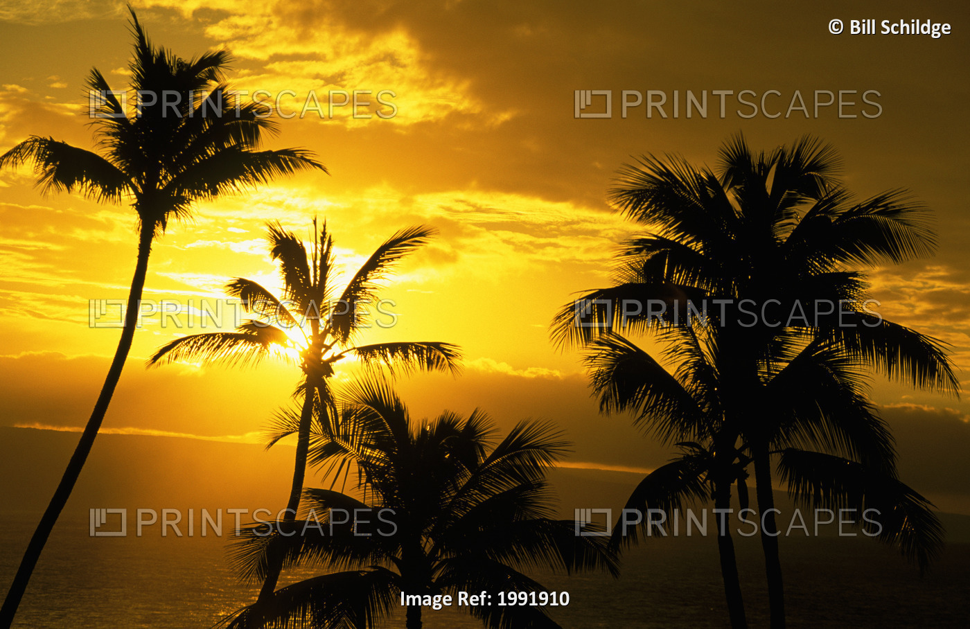 Hawaii, Maui, View Of Palm Tree Tops, Orange Sunset In Background, Ocean