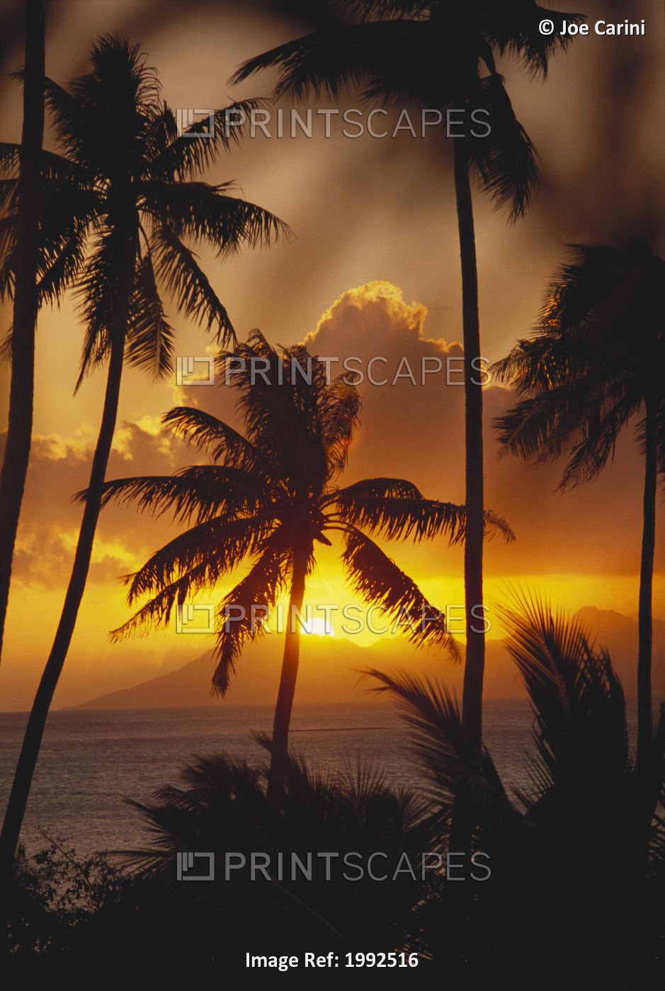 French Polynesia, Tahiti, Palm Trees Silhouetted By A Vibrant Sunset.