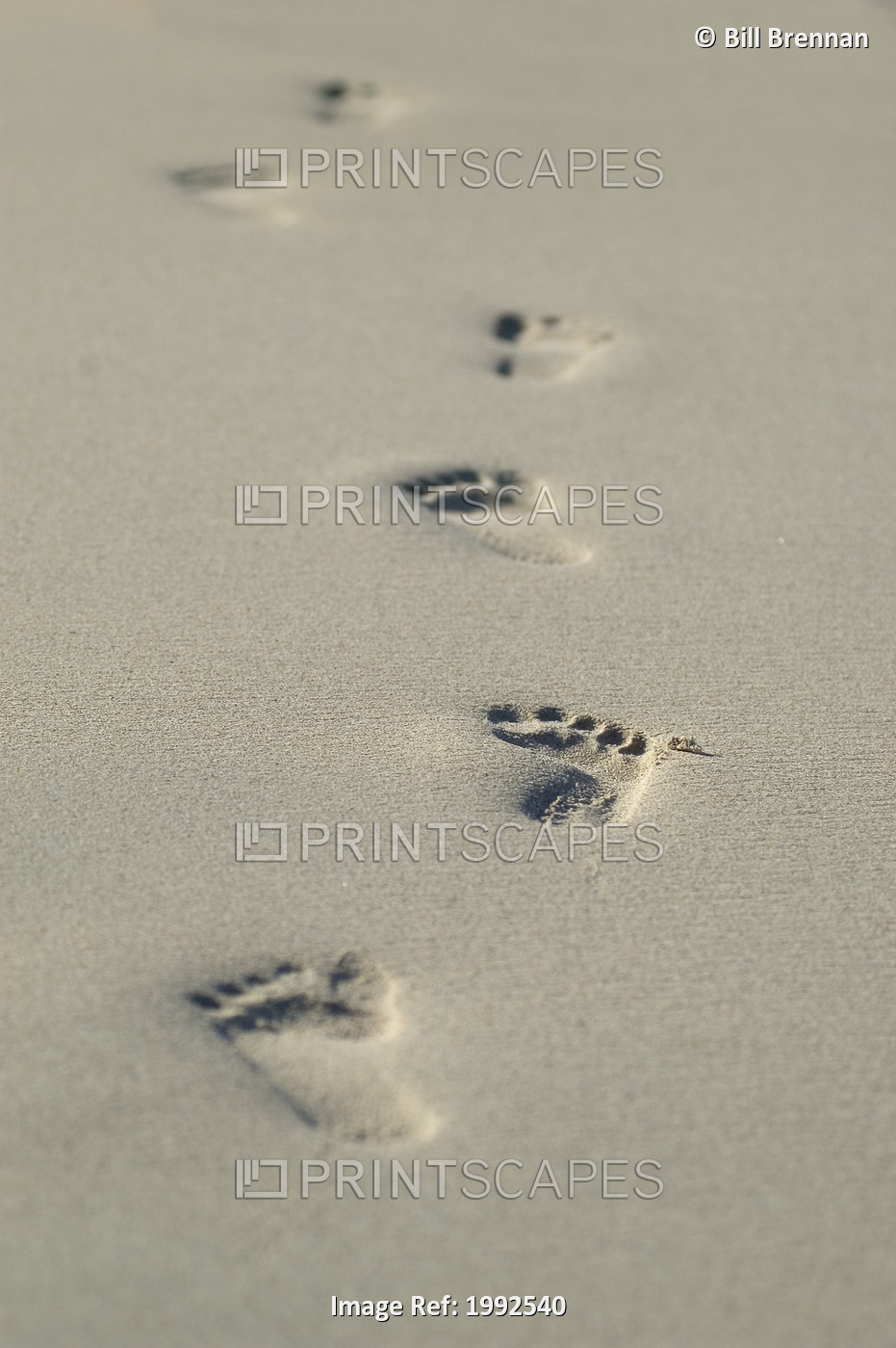 Thailand, Phuket, Close-Up Of Footprints Along The Seashore.