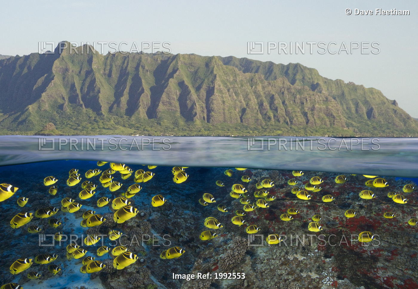 [Dc] Hawaii, Oahu, Split View Of A School Of Racoon Butterflyfish (Chaetodon ...