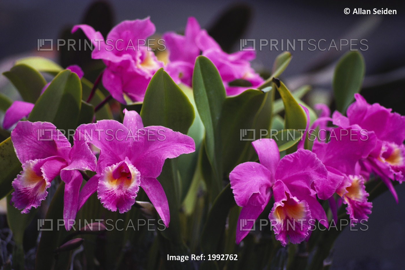 Hawaii, Cluster Of Pink Cattleya Orchids.