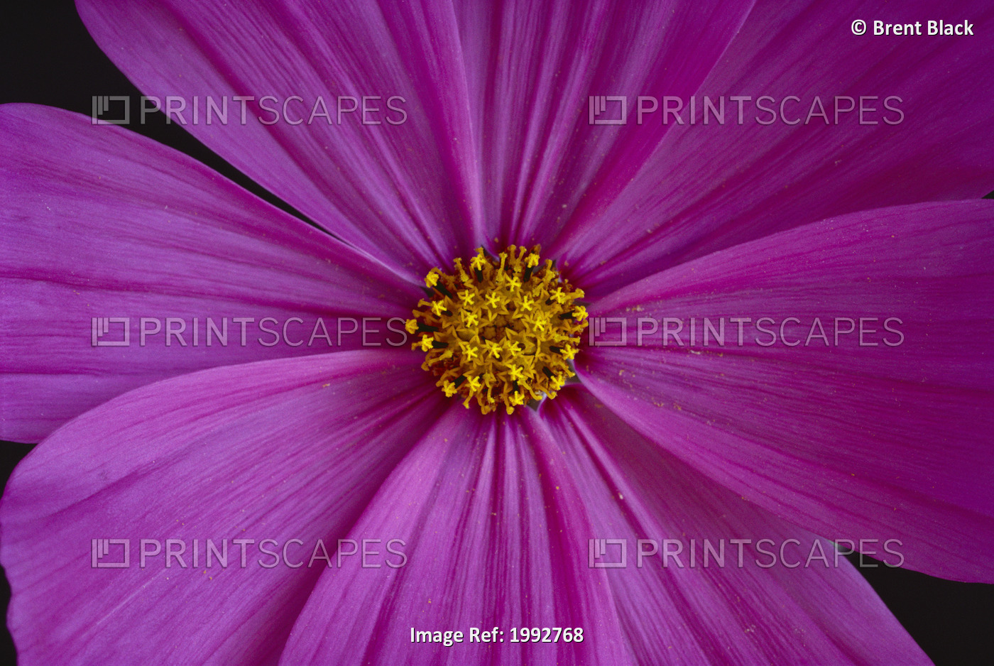 California, Close-Up Of Single Pink Aster, Yellow Center.