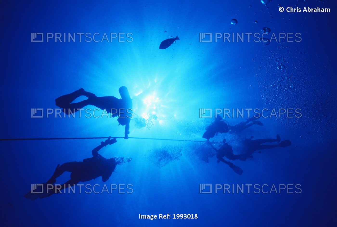 Hawaii, Oahu, Silhouette Of Scuba Divers Near The Surface Above Mahi Wreck, ...