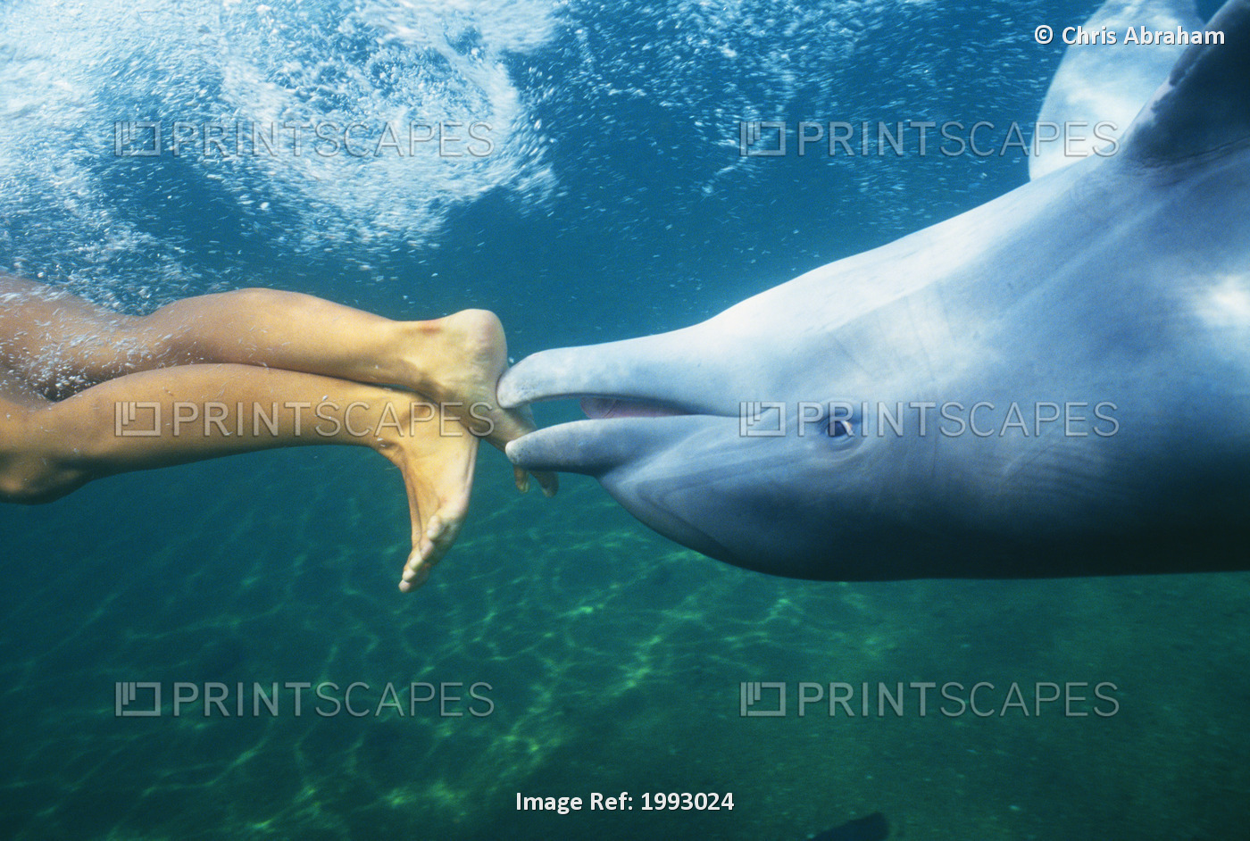 Hawaii, Bottlenose Dolphin (Tursiops Truncatus) Swimming Upside-Down With ...