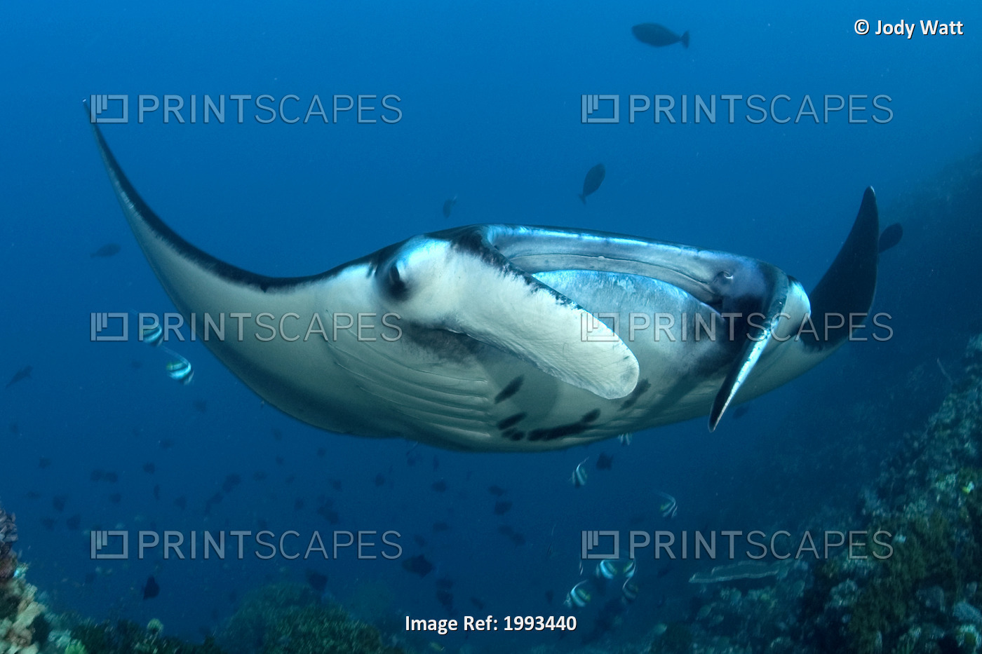 Indonesia, Komodo, Manta Ray Underwater Near Reef And Fish