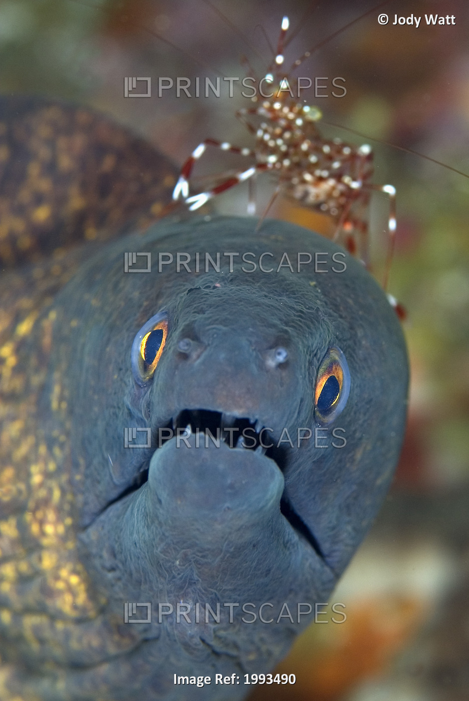 Indonesia, Komodo, Moray Eel (Gymnothorax Flavimarginatus) With Cleaner Shrimp