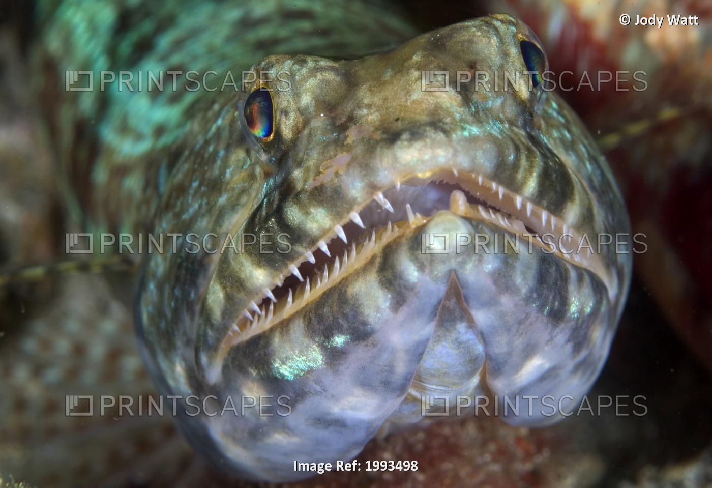 Indonesia, Komodo, Lizardfish (Synodus Variegatus) Close-Up