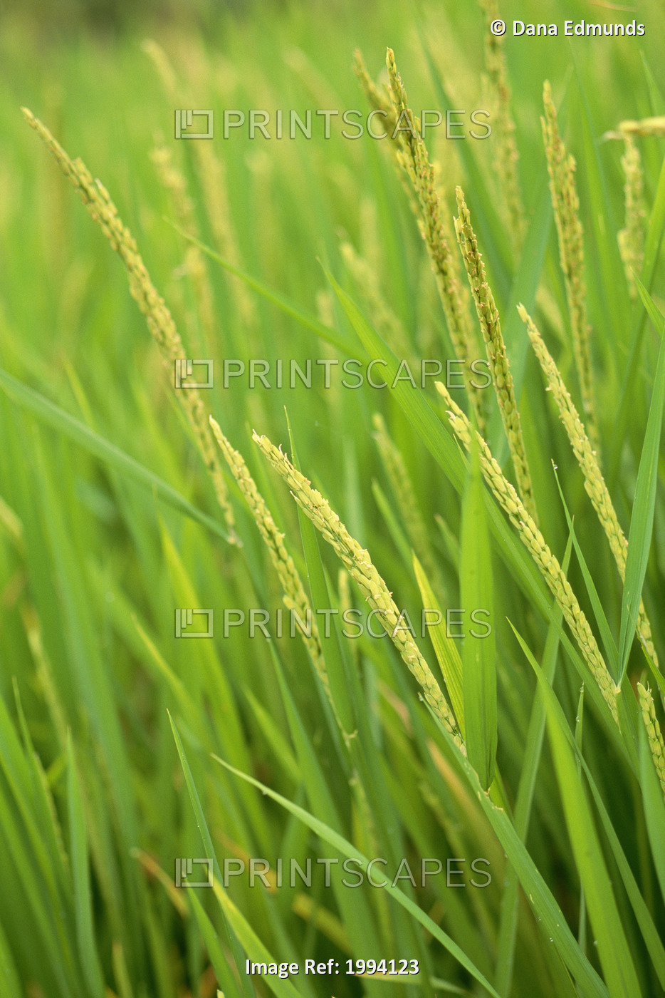 Indonesia, Bali, Close-Up Of Green Rice Plants