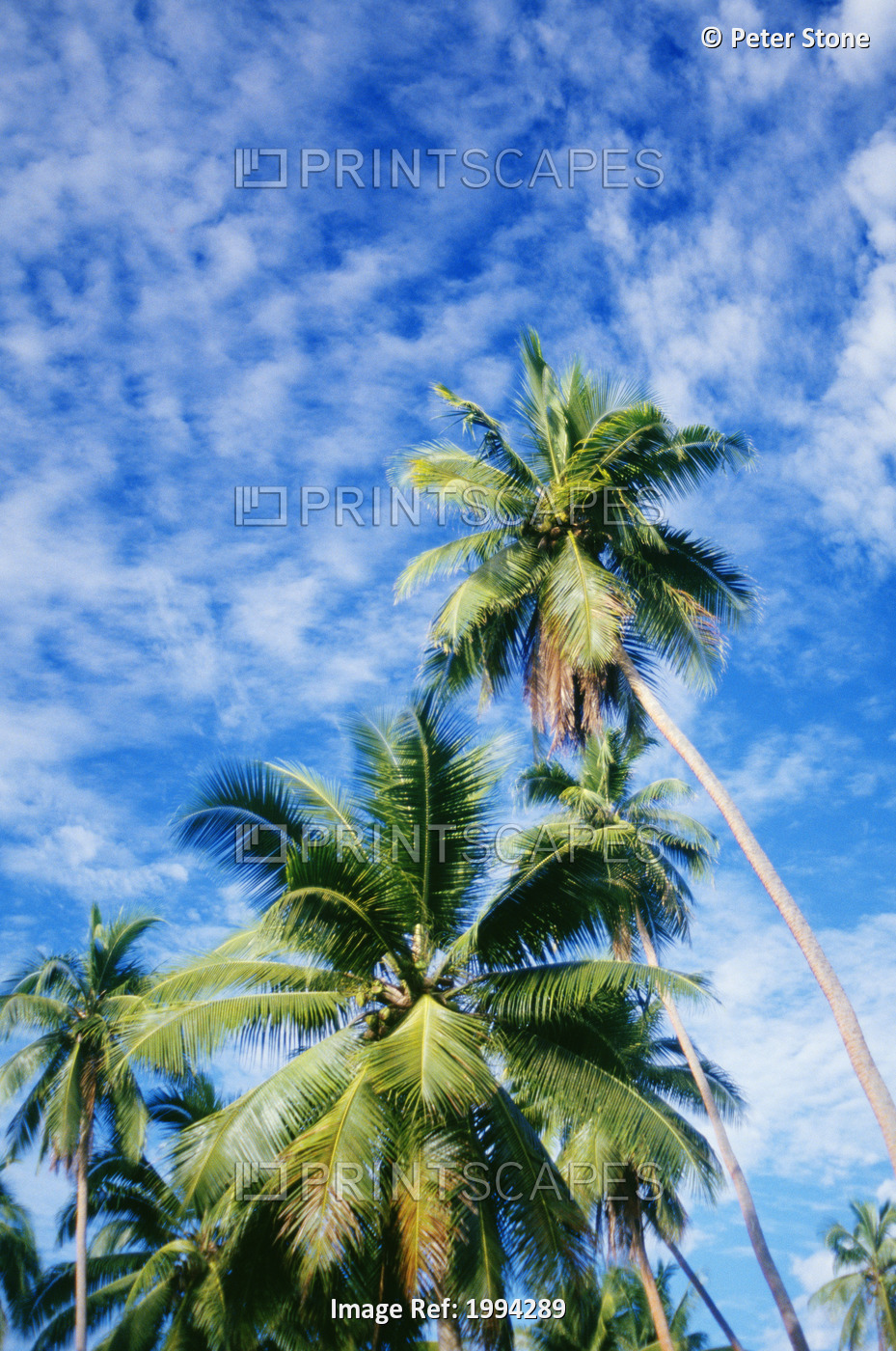Hawaii, Tall Palm Trees Against Bright Blue Sky And Clouds