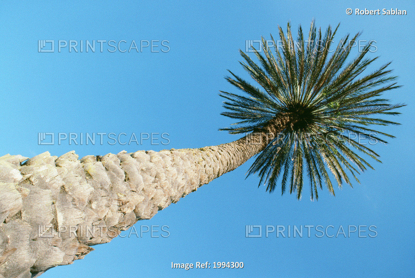 Upward View Of Tall Palm Tree, Thick Bark, Blue Sky In Background