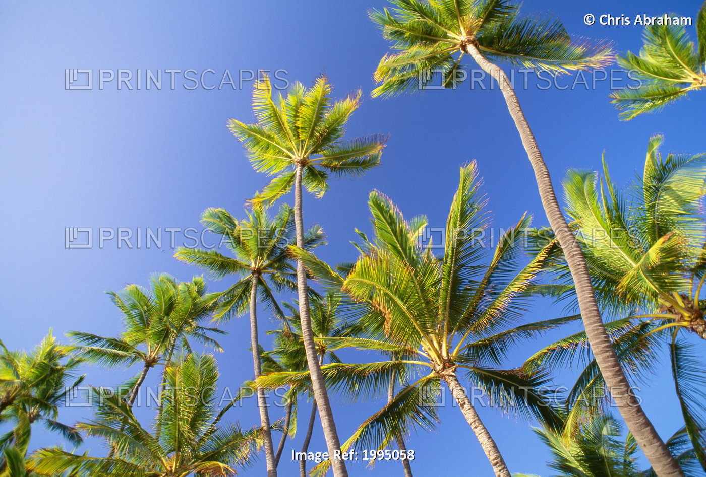 Hawaii, Tall Palm Trees Against Bright Blue Sky