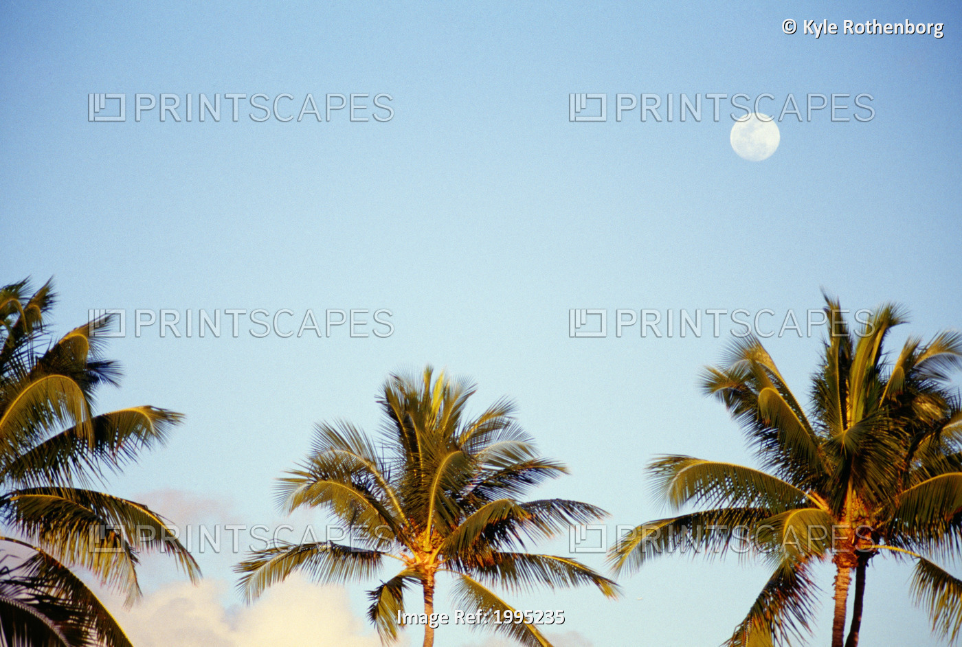 Hawaii, Tall Palm Trees Against Blue Sky, Full Moon Above