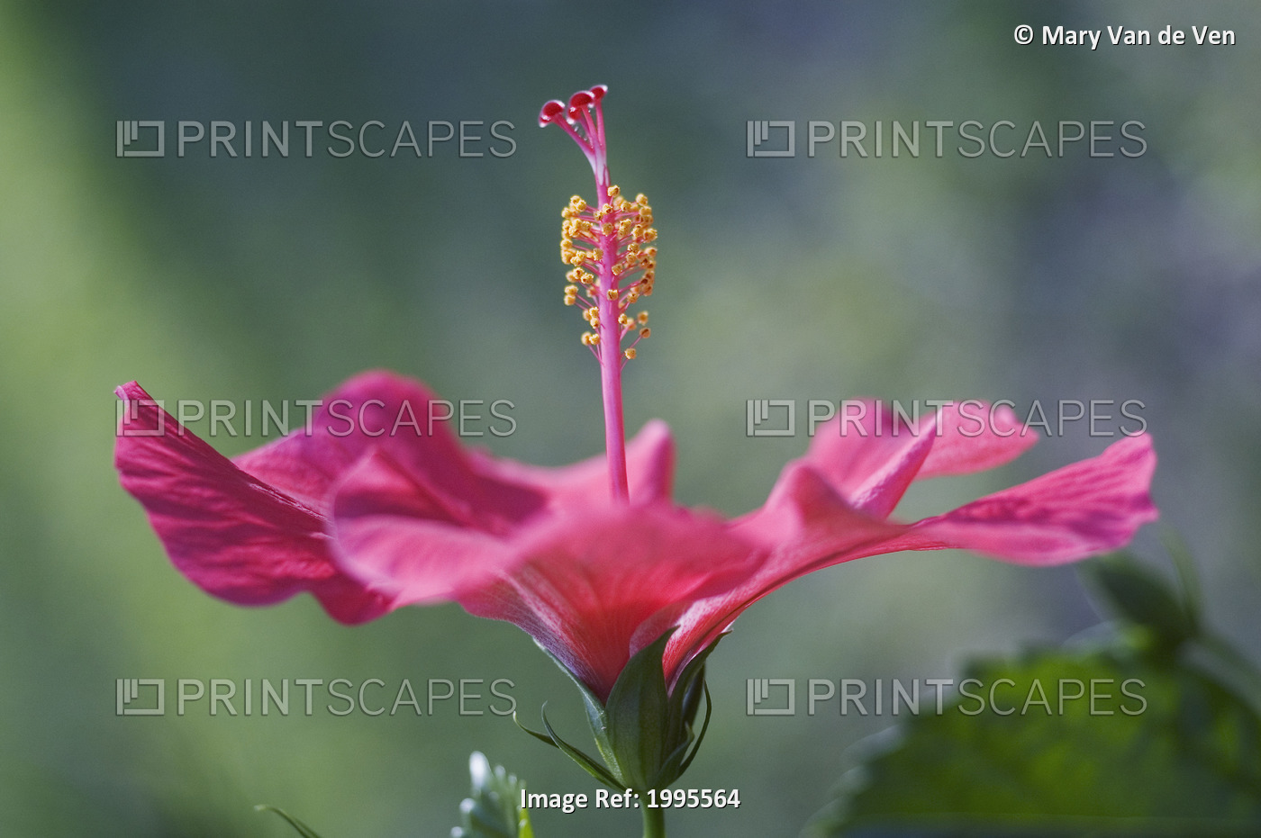 Close-Up Of Beautiful Bright Pink Hibiscus With Blue And Green Background
