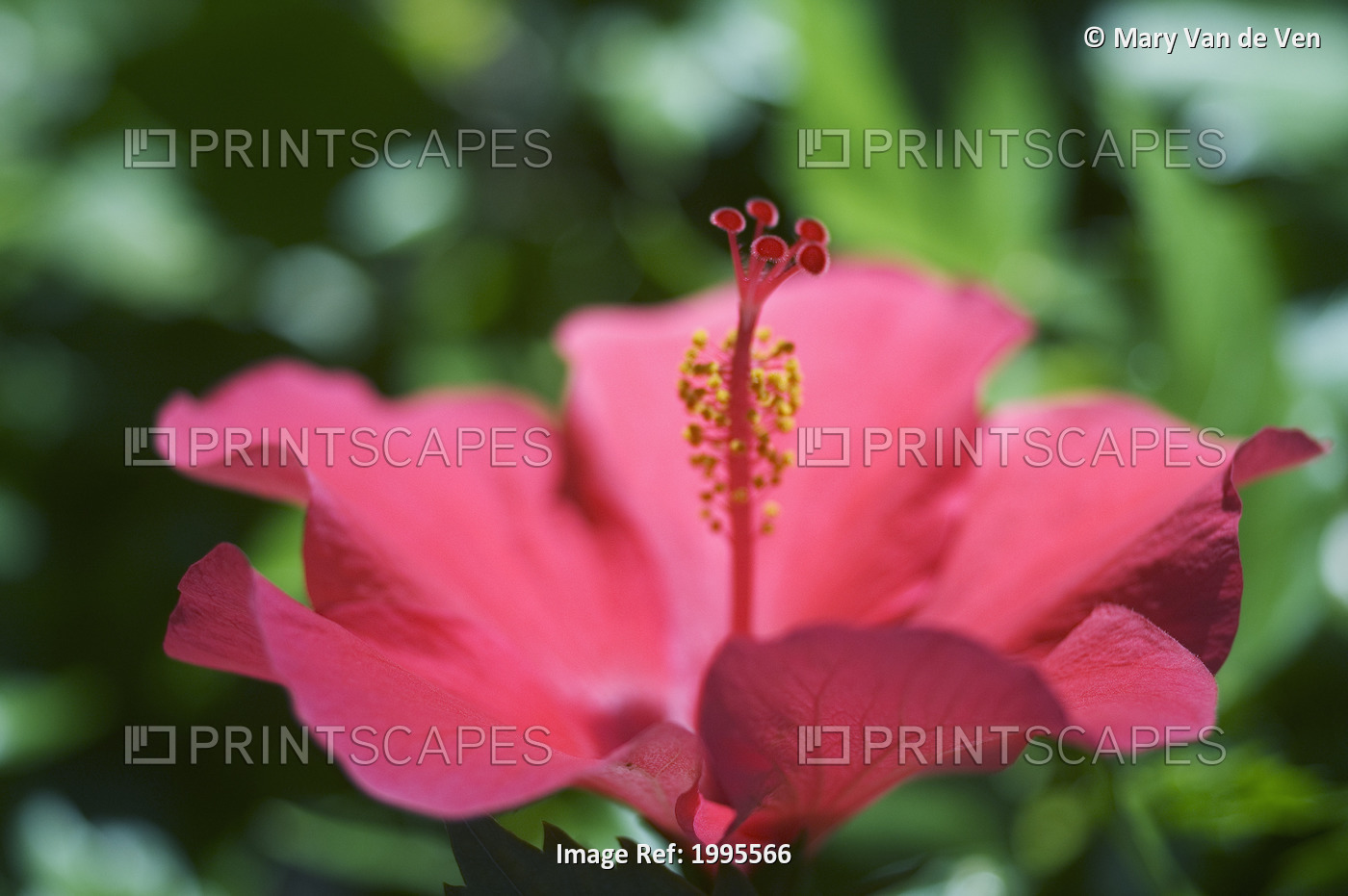 Close-Up Of Beautiful Bright Pink Hibiscus With Blue And Green Background