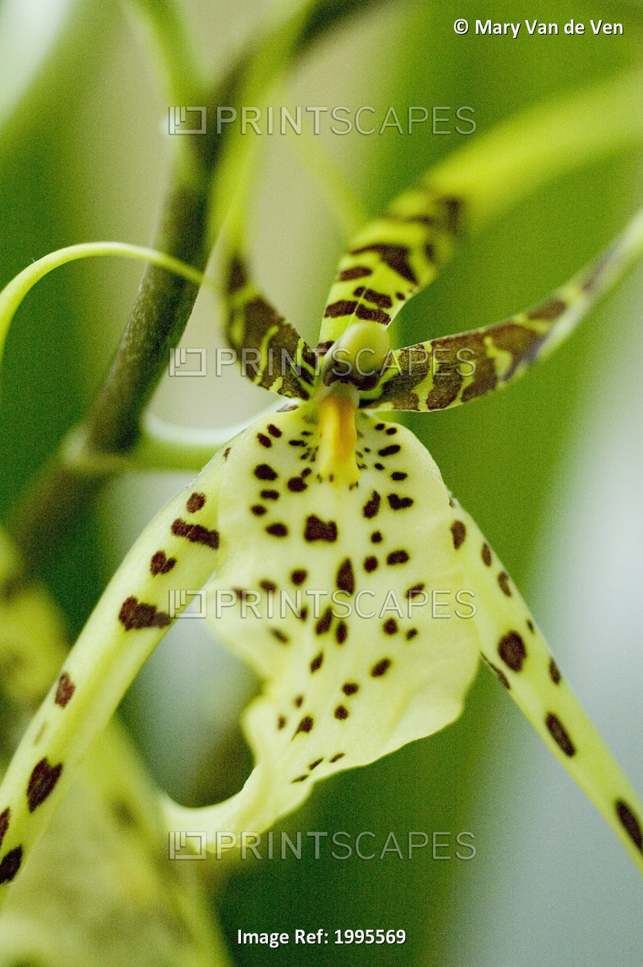 Close-Up Of Bright Green Spider Orchid