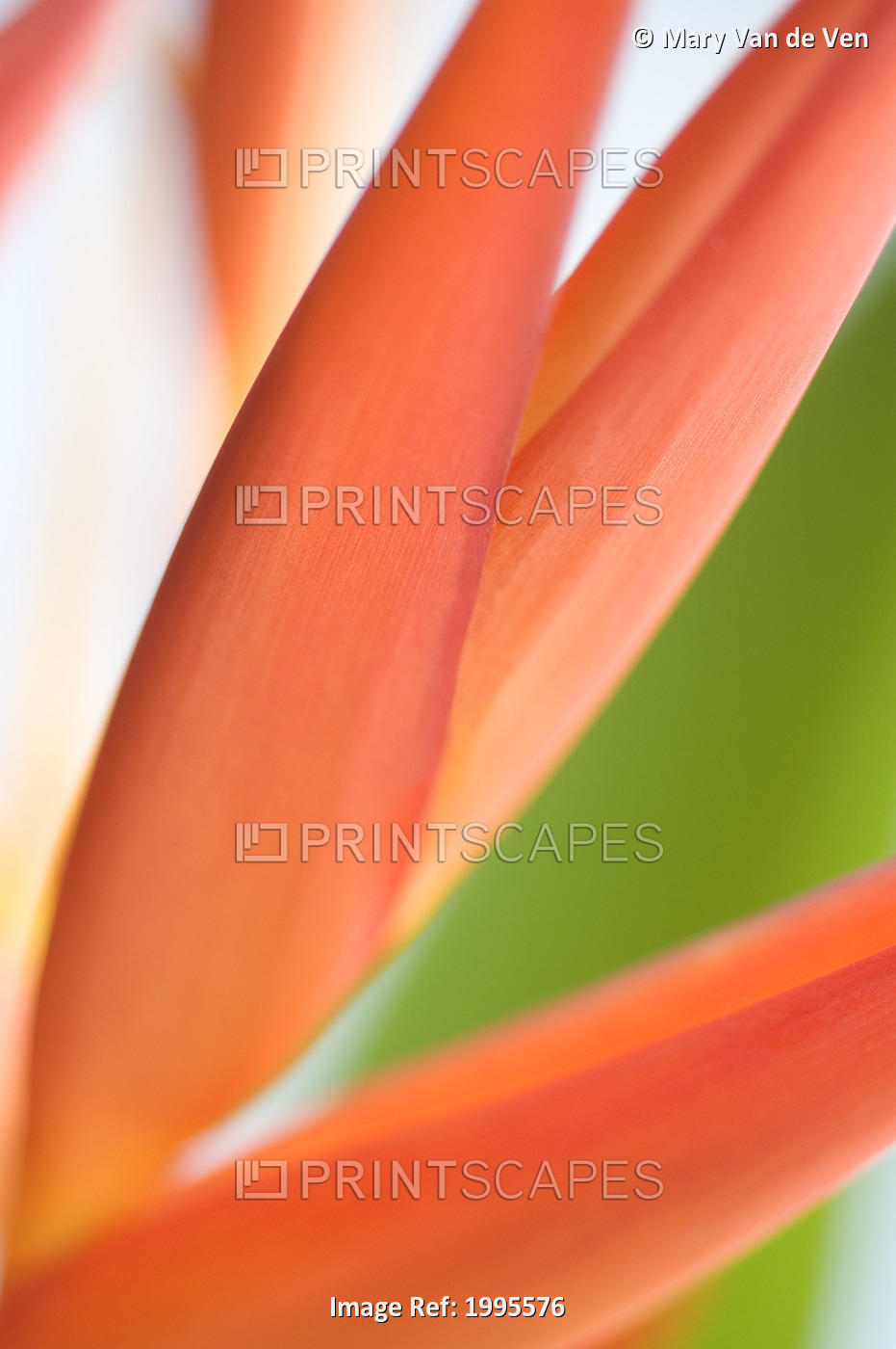 Absttract Close-Up View Of Heliconia
