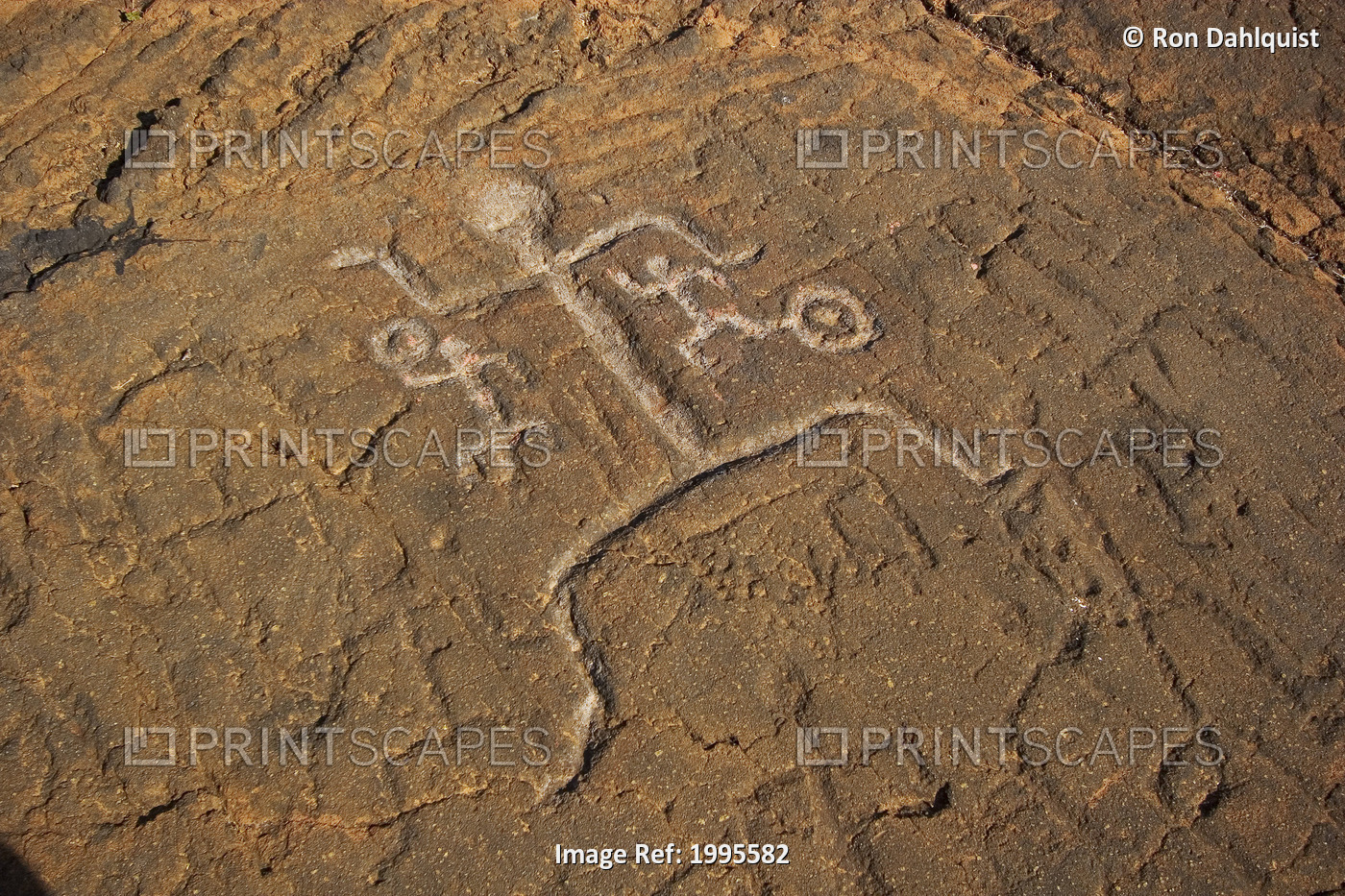 Hawaii, Big Island, Puako Petroglyphs, Closeup Of Carving