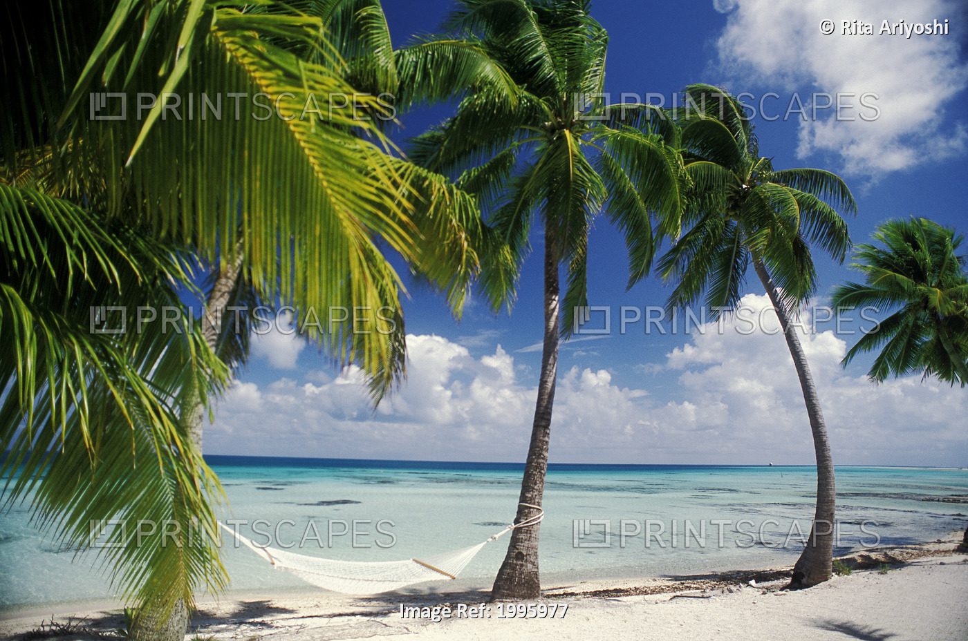 French Polynesia, Tuamotu Islands, Tikehau Atoll, Palm Trees Across Beach