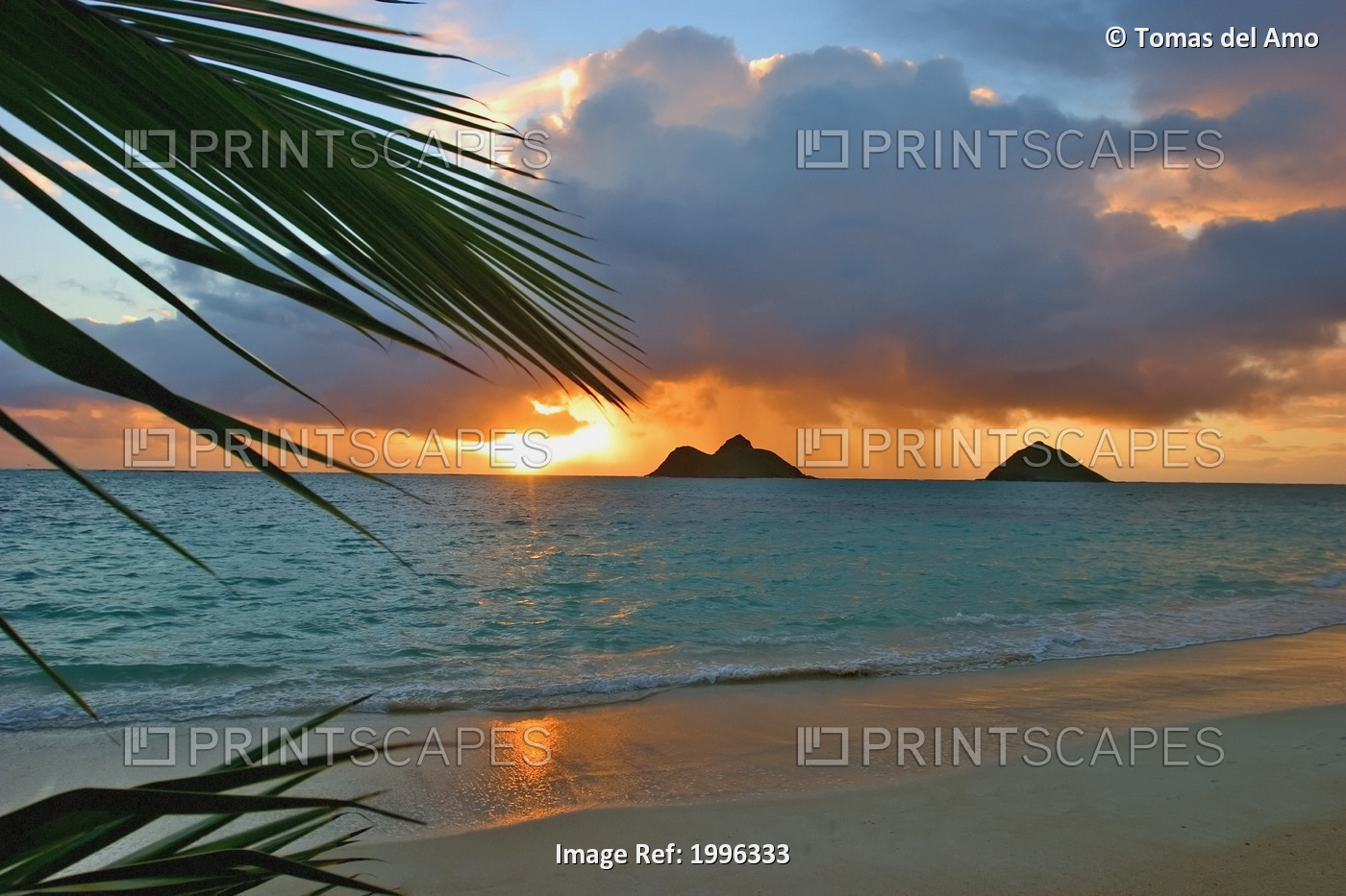 Hawaii, Oahu, Dramatic Sunrise At Lanikai Beach, Mokulua Islands, Palm Frond