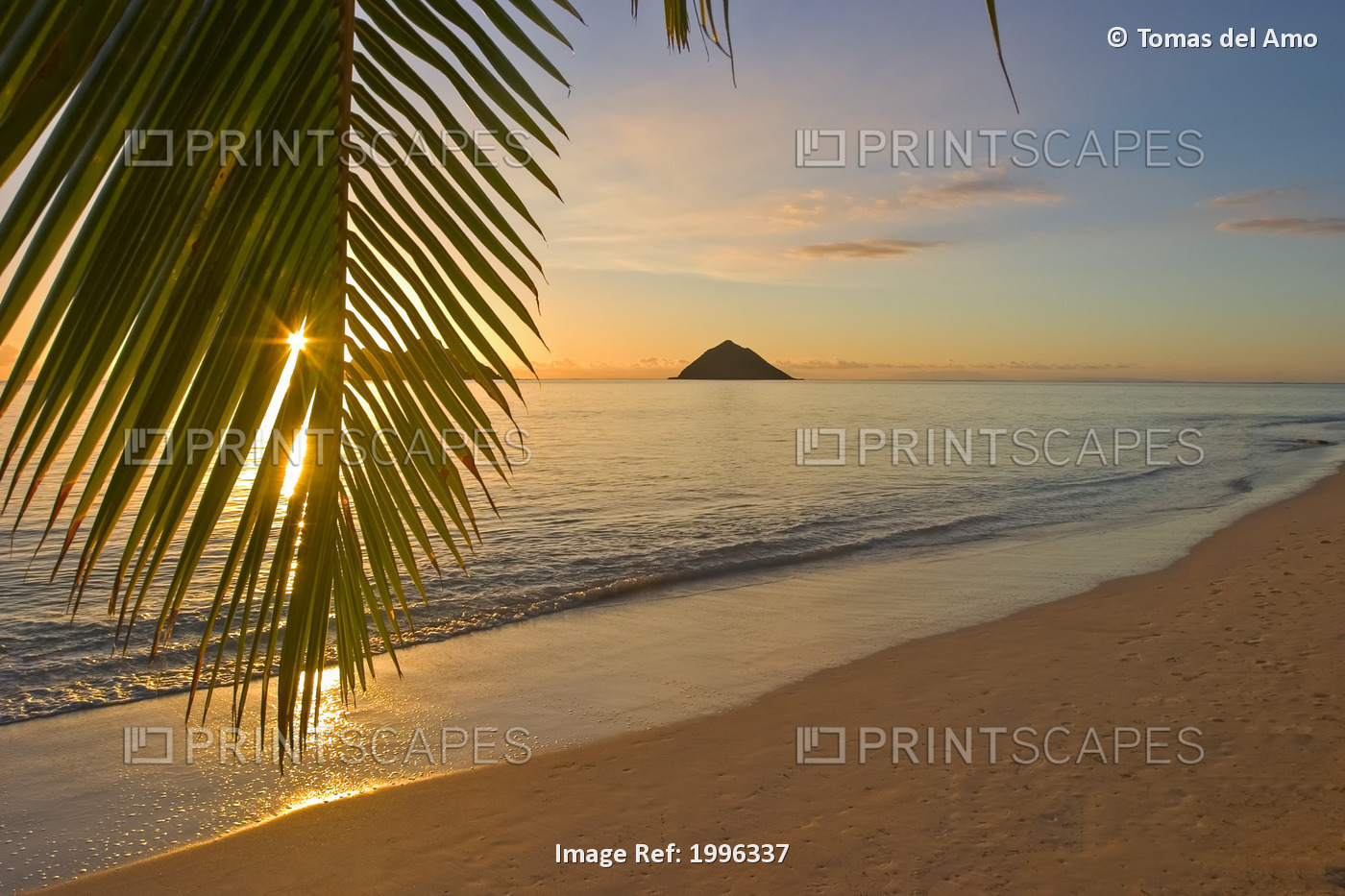 Hawaii, Oahu, Mokulua Islands, Golden Sunrise At Lanikai Beach, Palm Branch