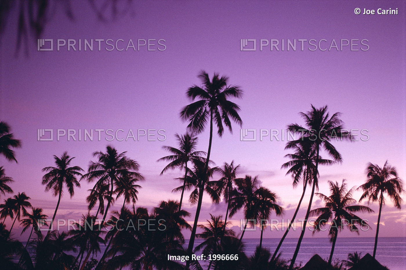 French Polynesia, Tahiti, Island Sunset Over Ocean, Palm Trees Silhouetted A58B