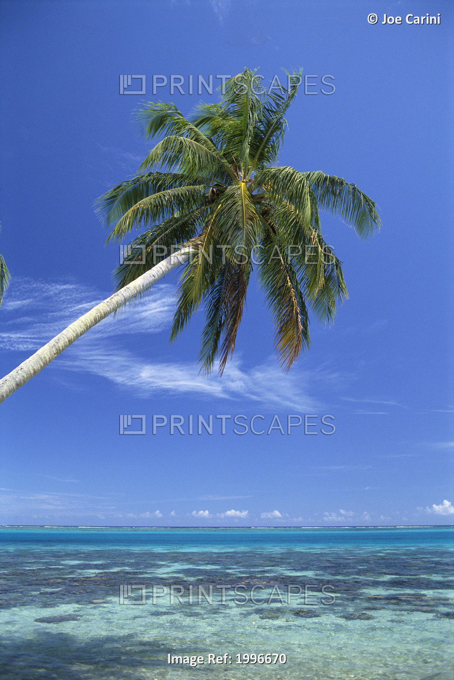 French Polynesia, Bora Bora, Crystal Clear Waters With Single Coconut Tree ...