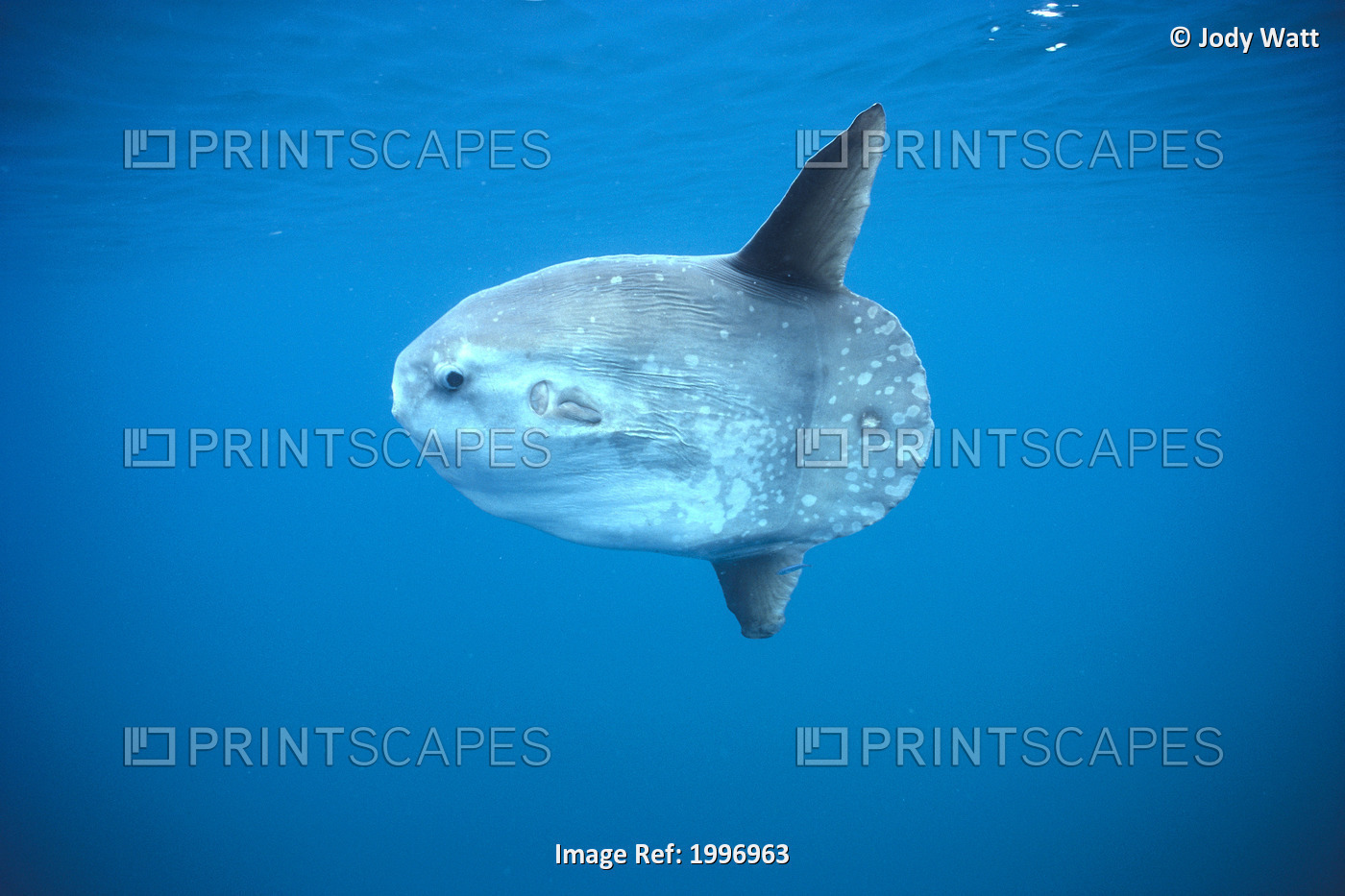 California, San Diego, Side View Of Ocean Sunfish (Mola Mola) A85C