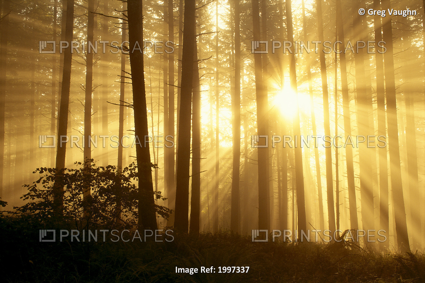 Oregon, Eugene, Spencer Butte Park Sunlight Filters Through Fog, Trees In ...