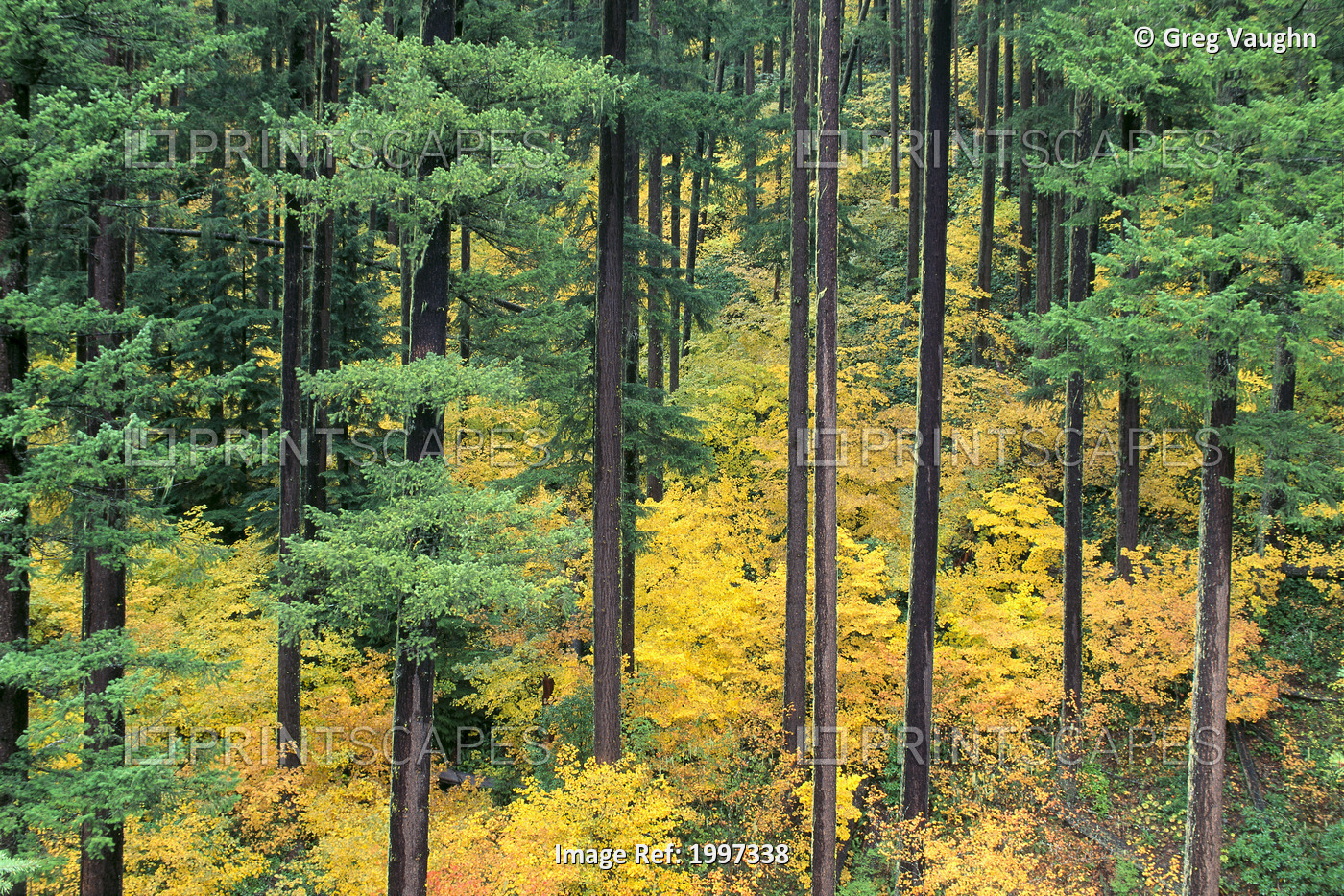 Oregon, Willamette National Forest, Vine Maple And Douglas Fir Trees In Fall, ...