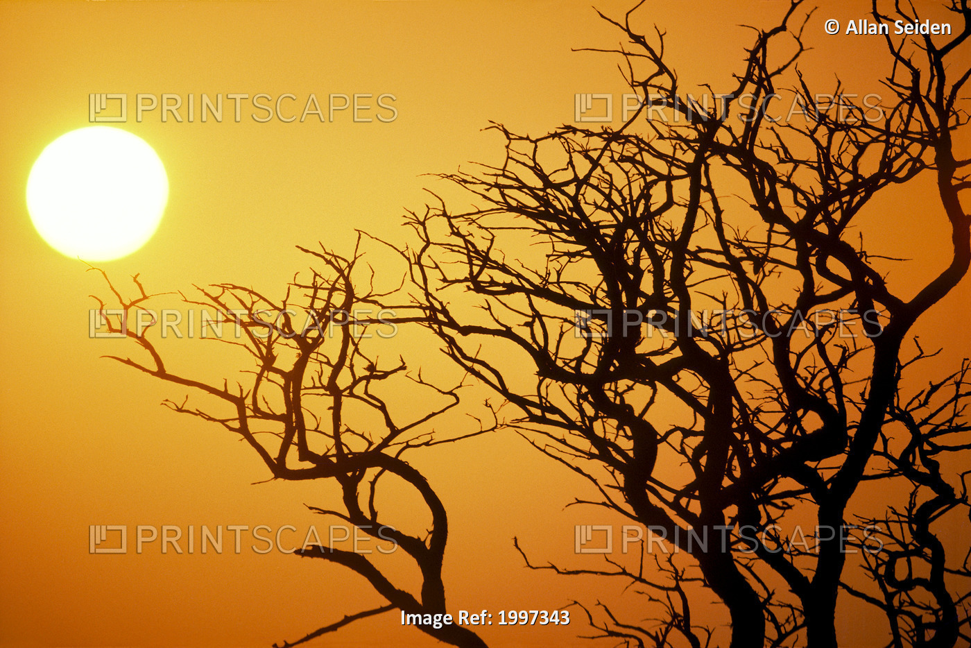 Keawe Tree Silhouette Of Bare Branches, Sunset Orange Sky Golden Sun Ball A24A