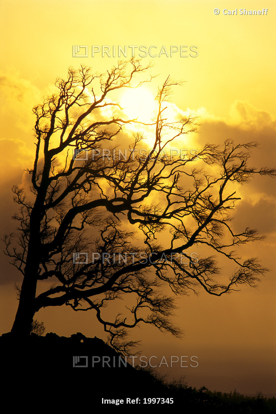 Hawaii, Big Island, Tree Without Leaves Silhouette At Sunrise, Golden A25F