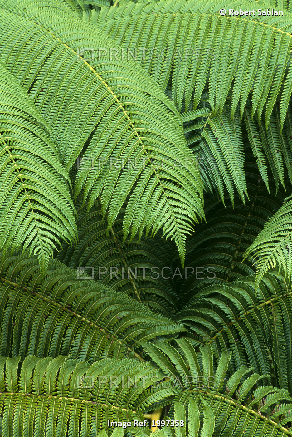Hawaii, Close-Up Detail Of Hapuu Ferns On Plant, Environment A24D