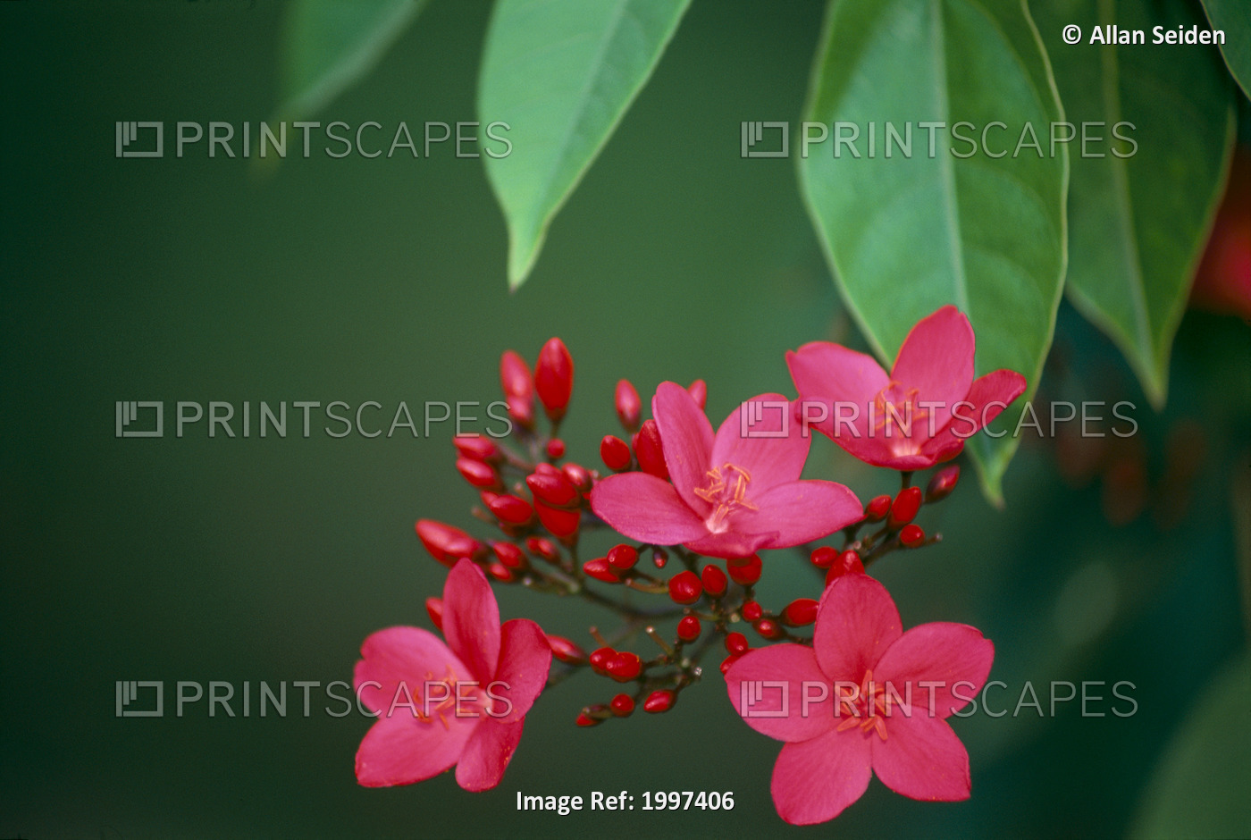Close-Up Of Deep Dark Pink Blossoms On Tree, Leaves A23F