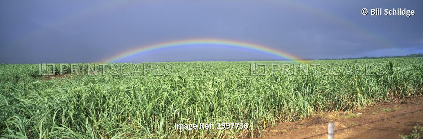 Hawaii, Maui, Double Rainbow Over Sugarcane Field, Full Length Panoramic A21D