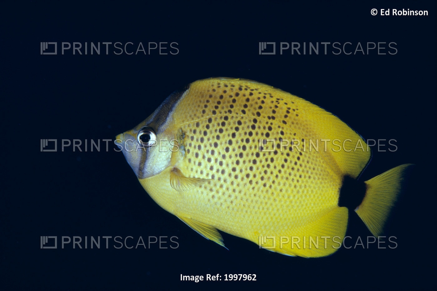 Hawaii, Close-Up Side View Of Milletseed Butterflyfish (Chaetodon Miliaris) A83G