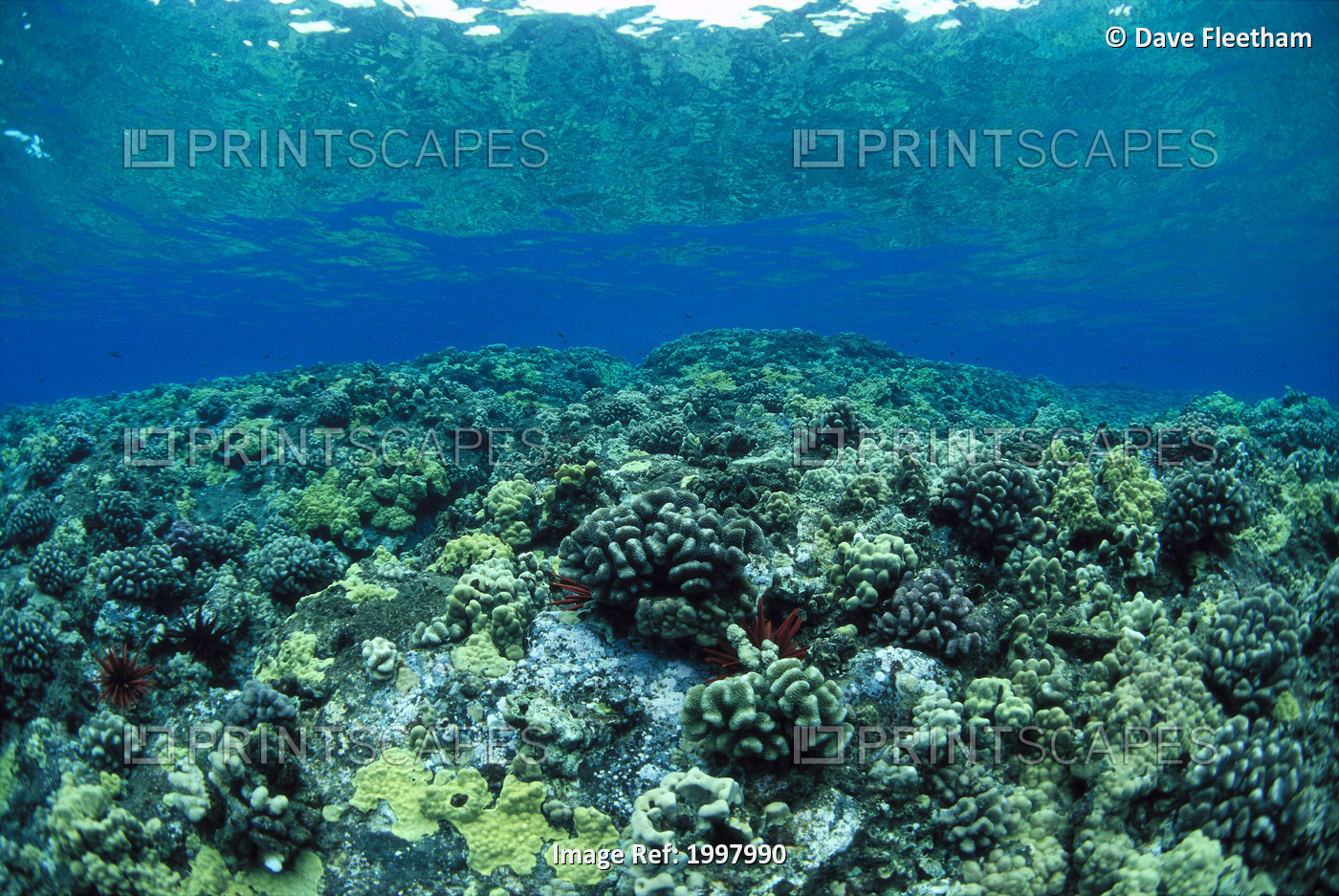 Hawaii, Reef Scene Shallow Coral Garden, Surface Visible, Reflections A91A