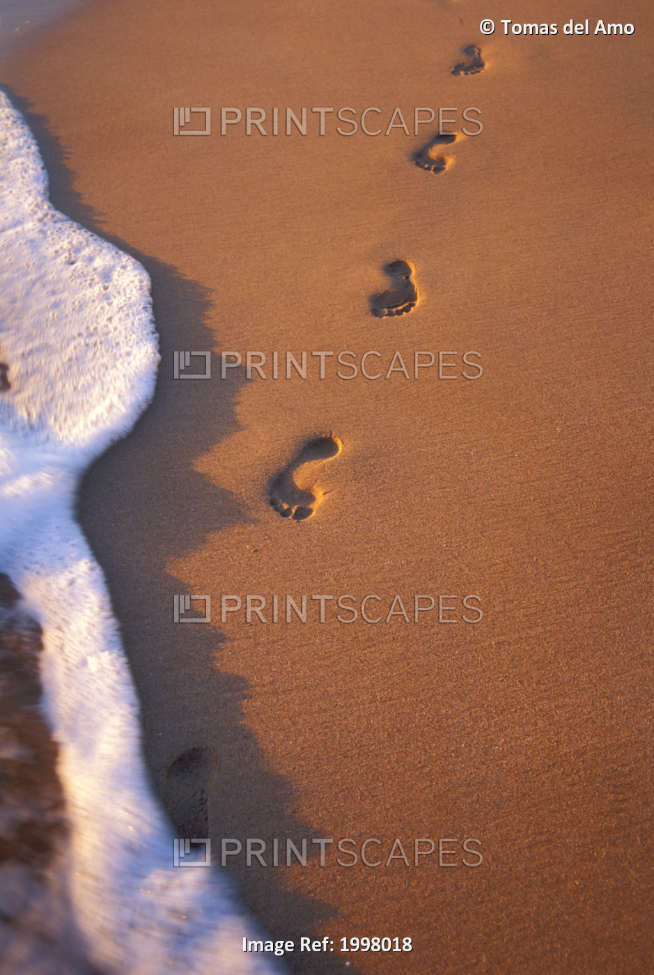 Close-Up Of Footprints In The Sand Along Shoreline, Golden Afternoon With ...